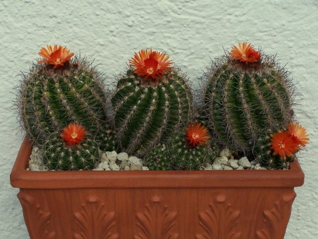 Parodia_mairanana_1